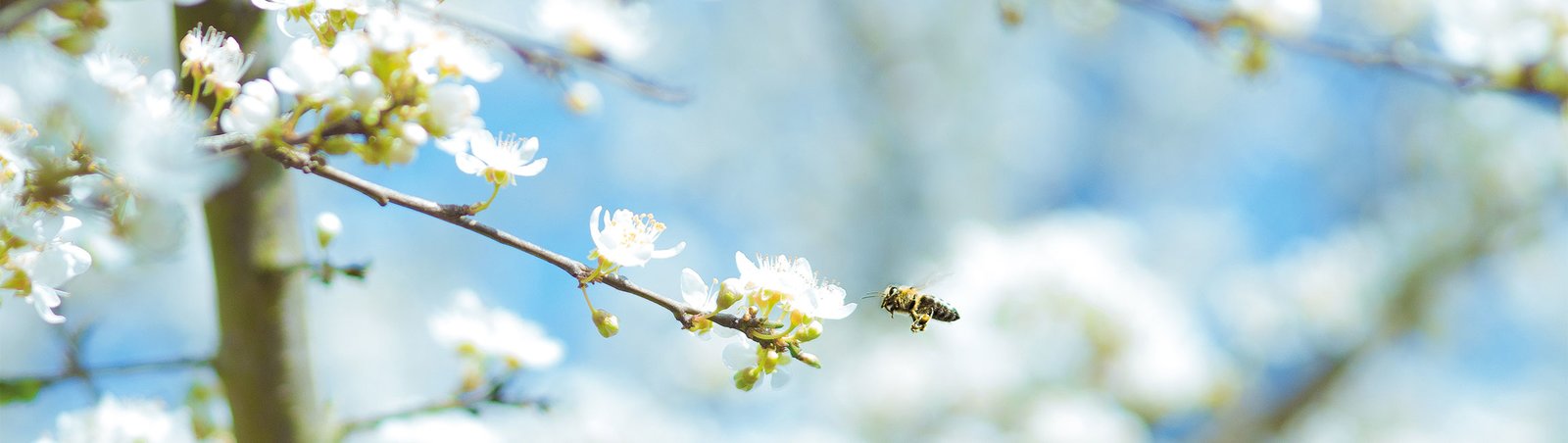 Eröffnung Naturerlebnisgarten - Biene und Blüte im Jahreslauf-1